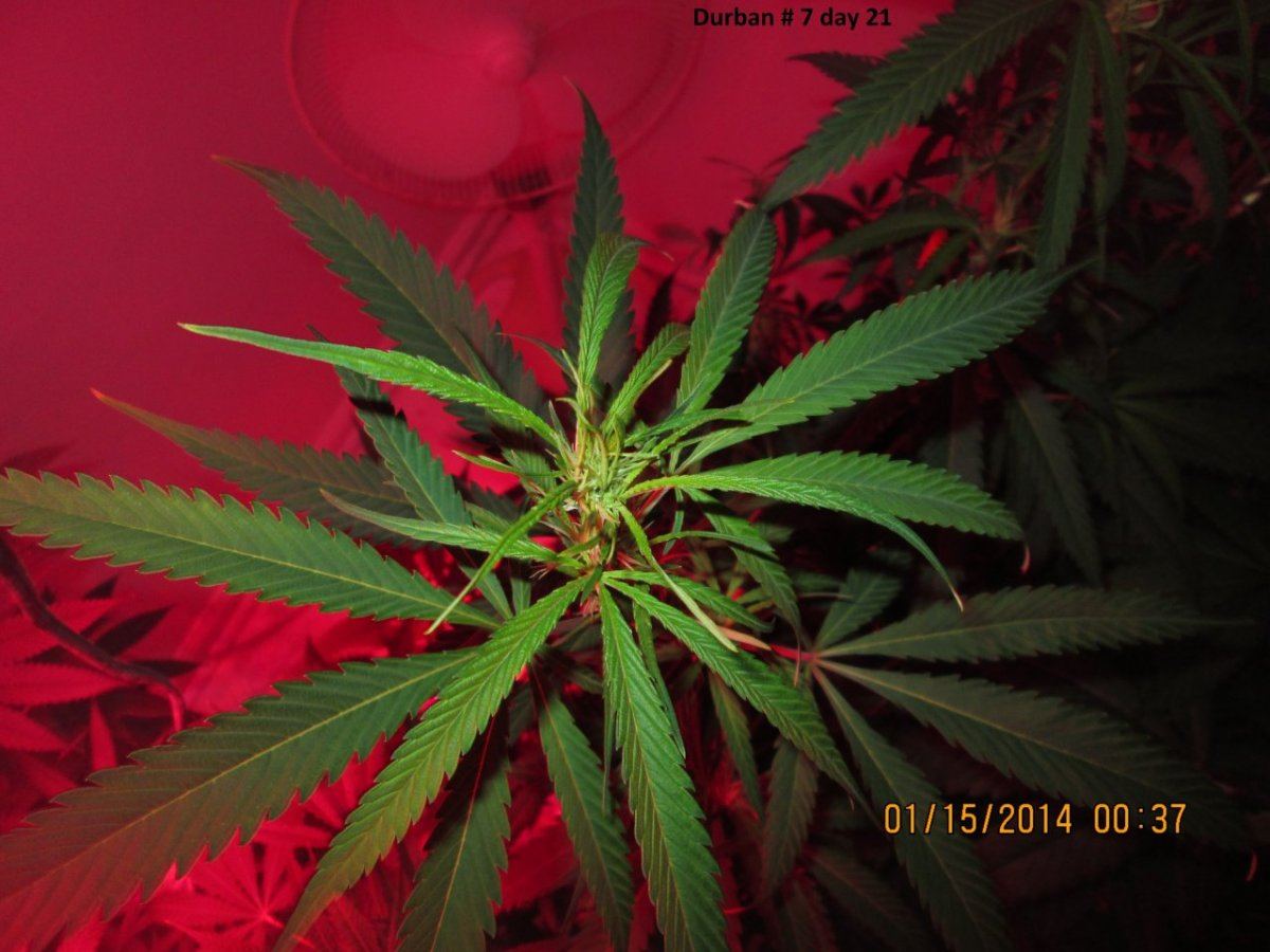 Durban 7