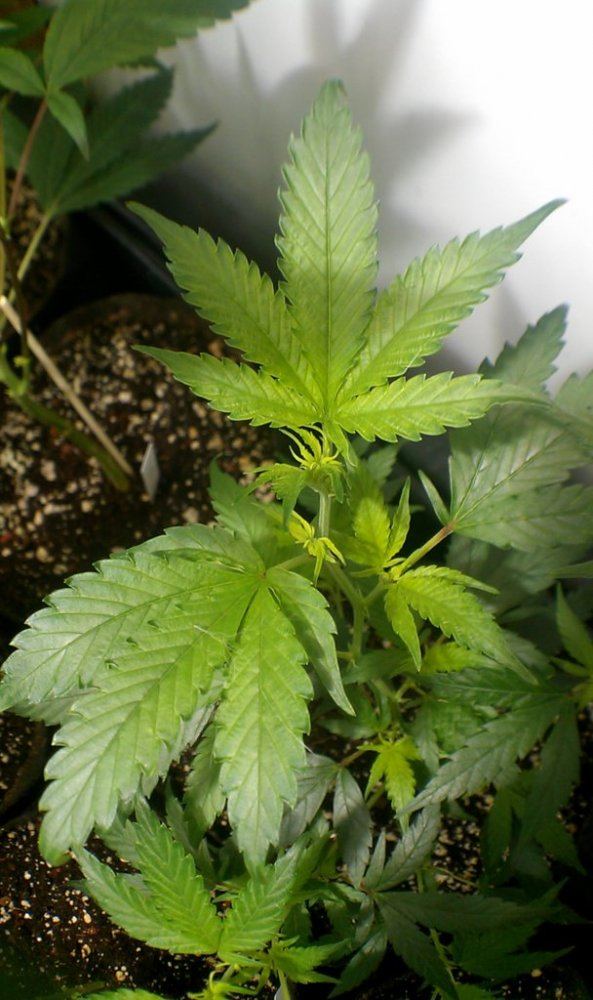 Durban poison 3