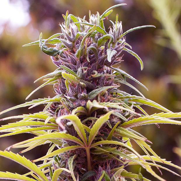 Durban poison feminized