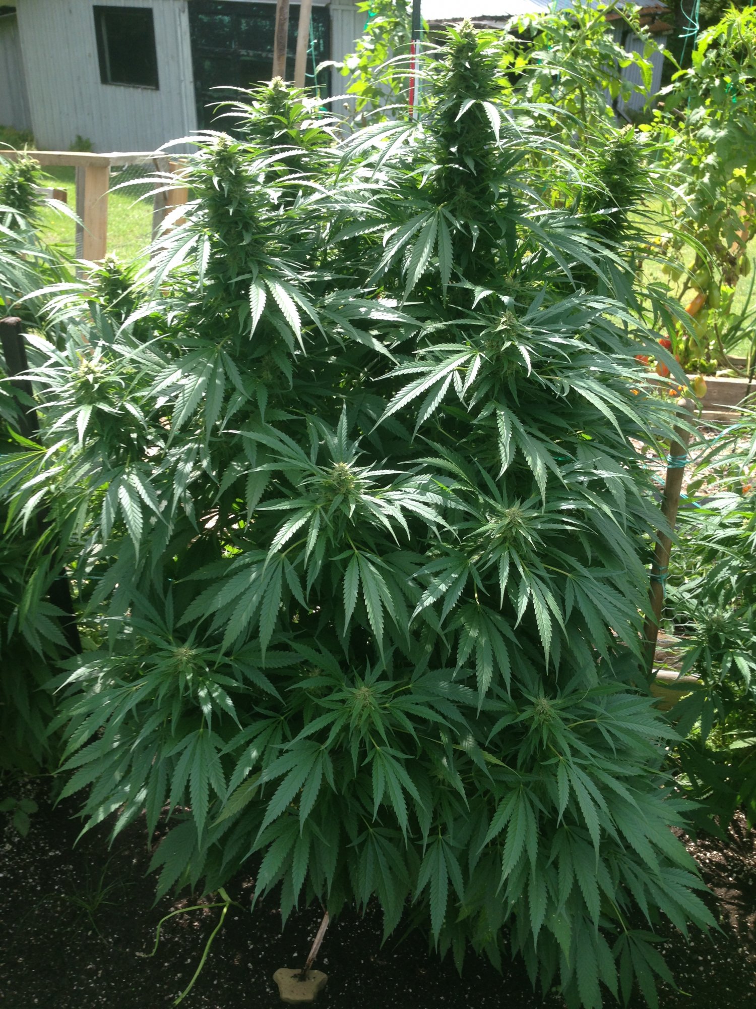 Durban2