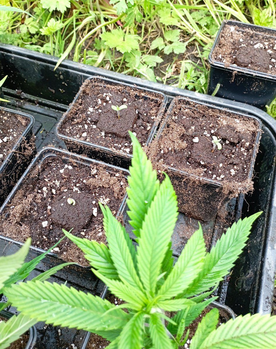 Durban2