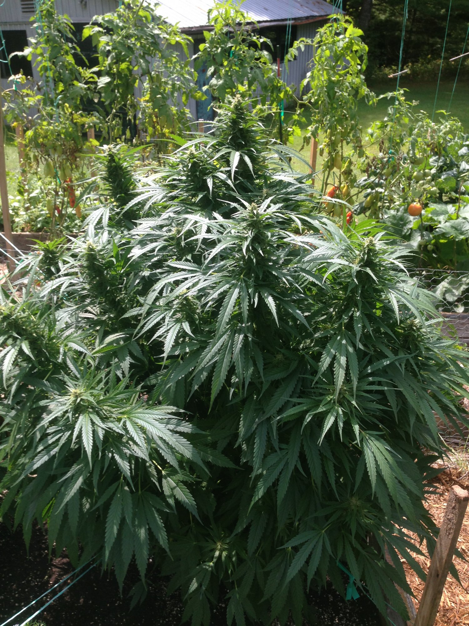 Durban3