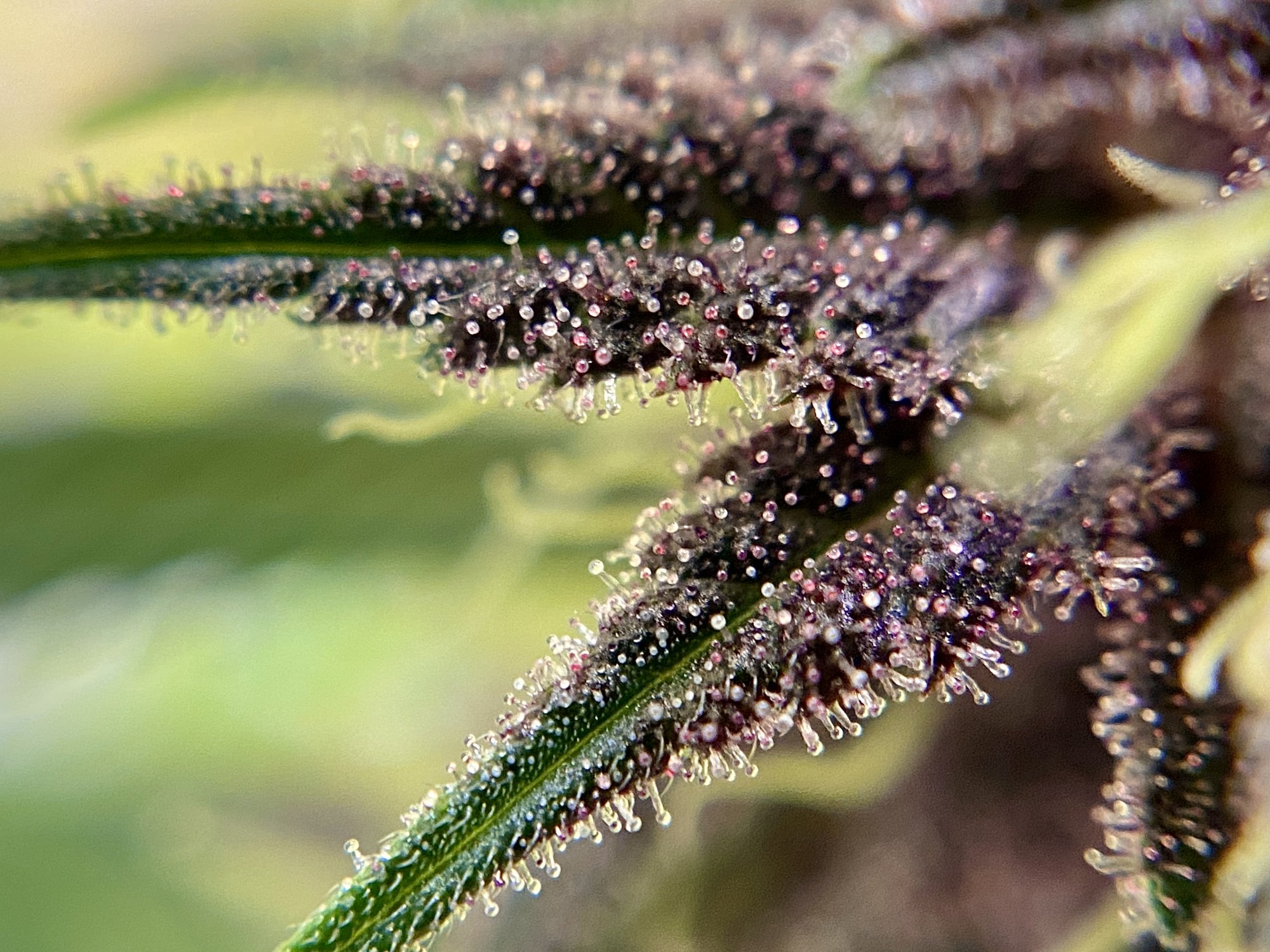 DurP D38 Macro