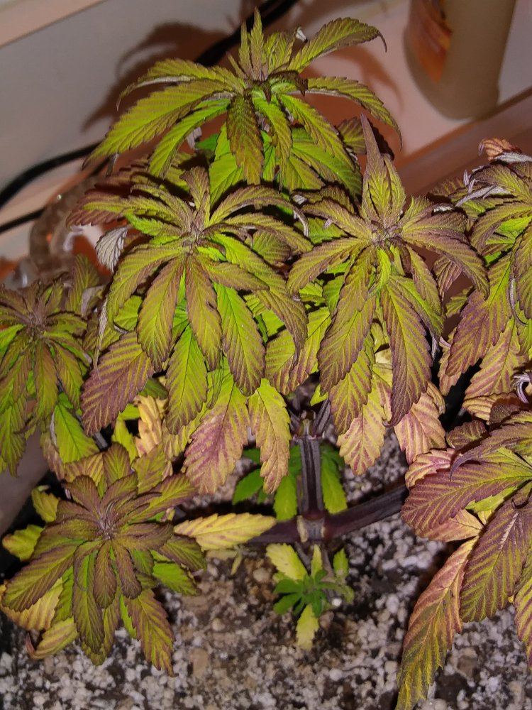 Dutch passion durban poison   potential calcium deficiency and feeding issue 3