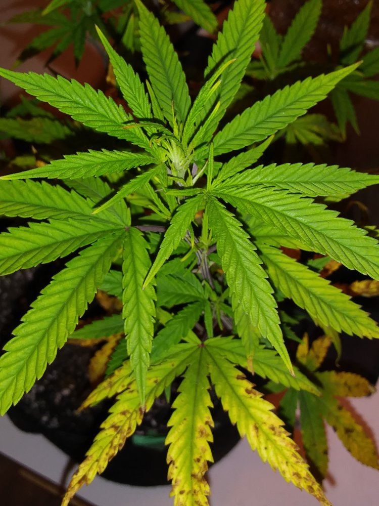 Dutch passion durban poison   potential calcium deficiency and feeding issue 5