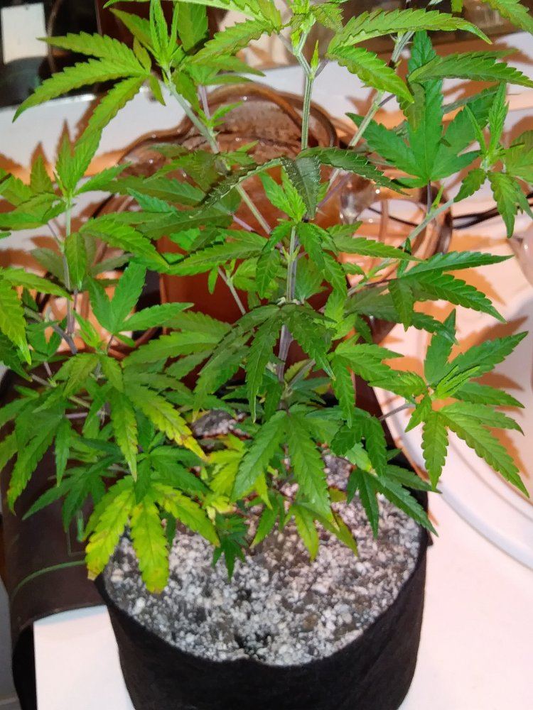 Dutch passion durban poison   potential calcium deficiency and feeding issue 7