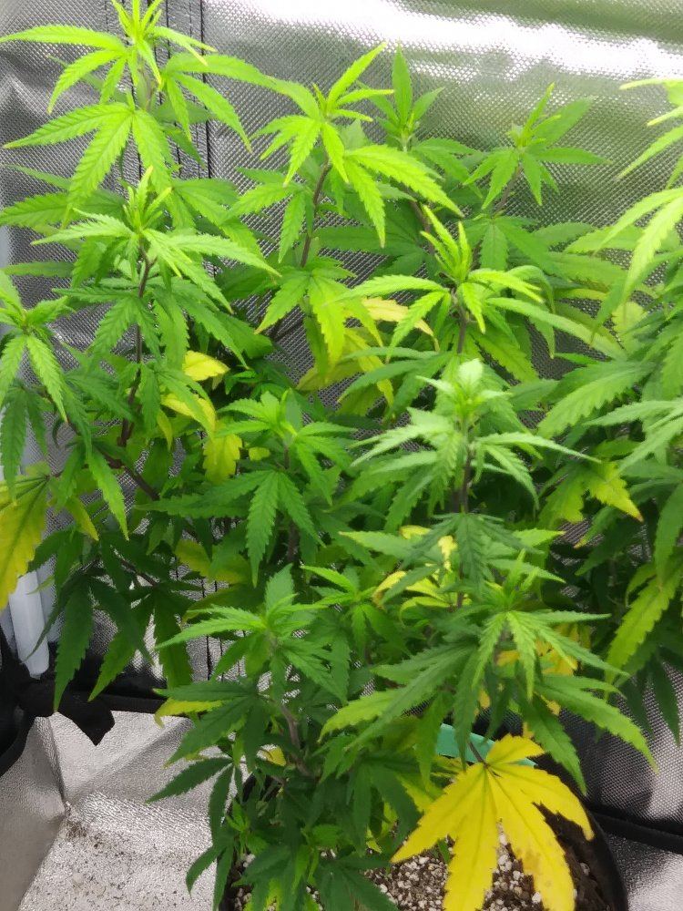 Dutch passion durban poison   potential calcium deficiency and feeding issue