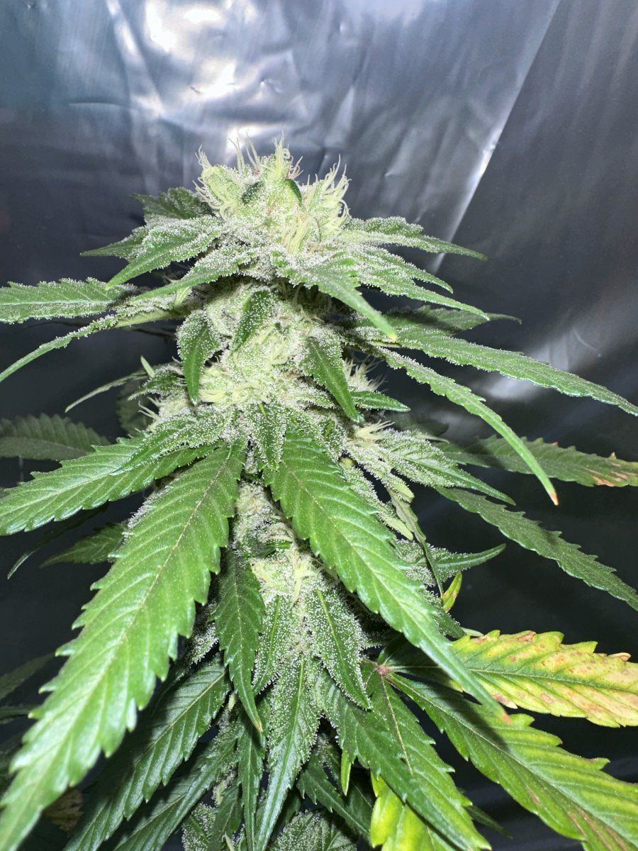 Dutch treat 5 bellingham wa cut 6