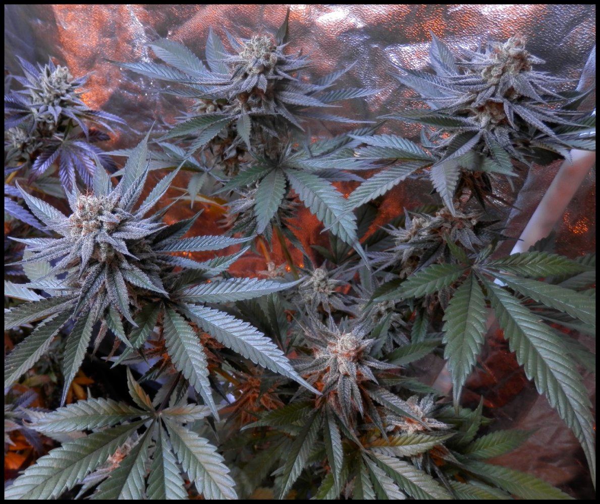 Dutchess1 59 days