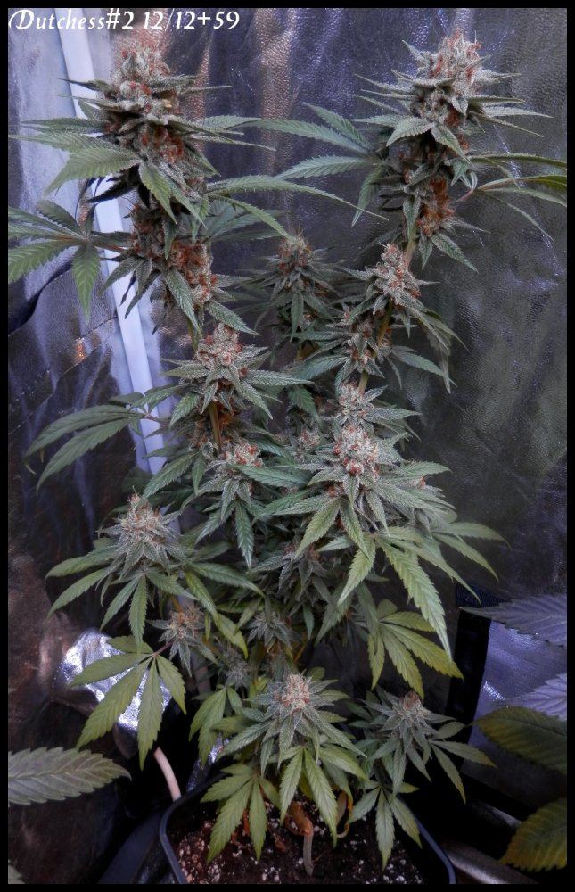 Dutchess2 59 days   1