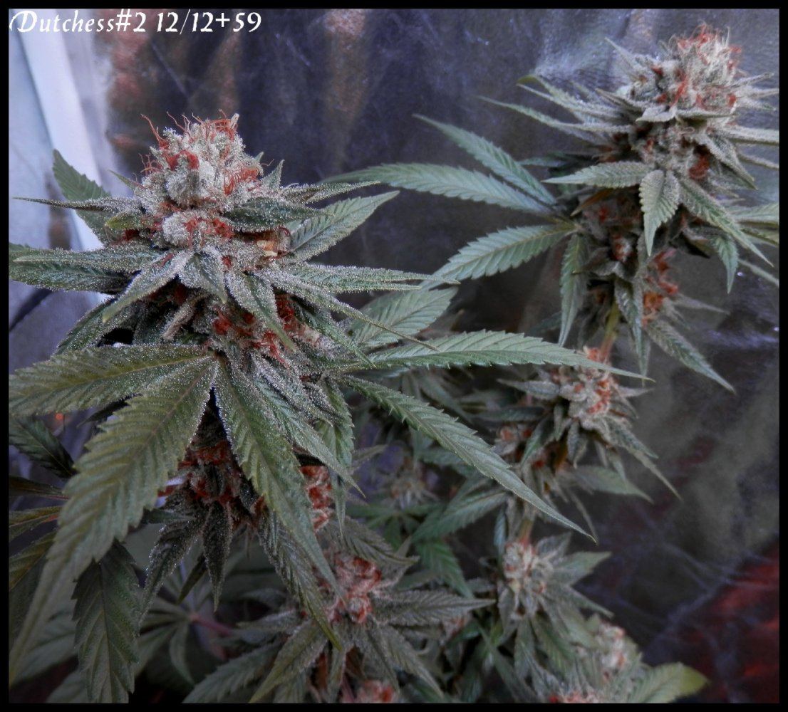 Dutchess2 59 days   2