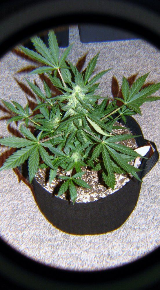 DV8R 5WKS old