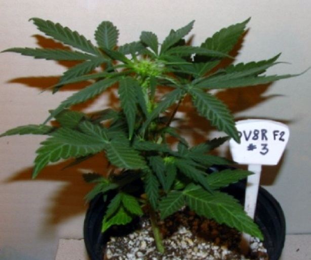 DV8R Female