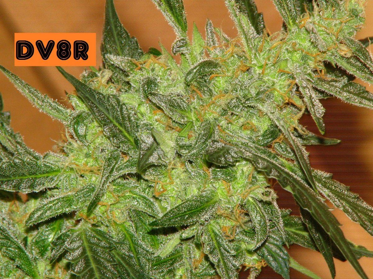 DV8R6