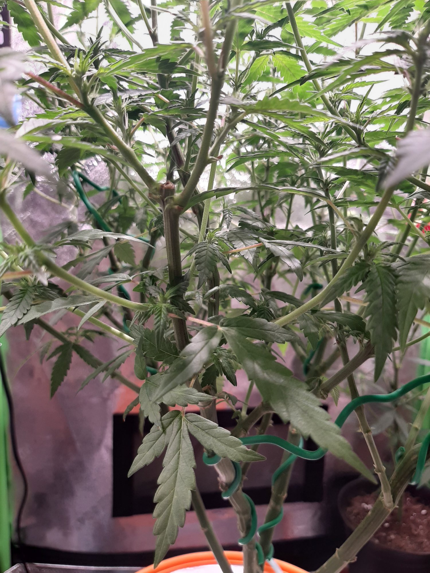 Dwc 2x2x4 grow 2 weeks into flower 3