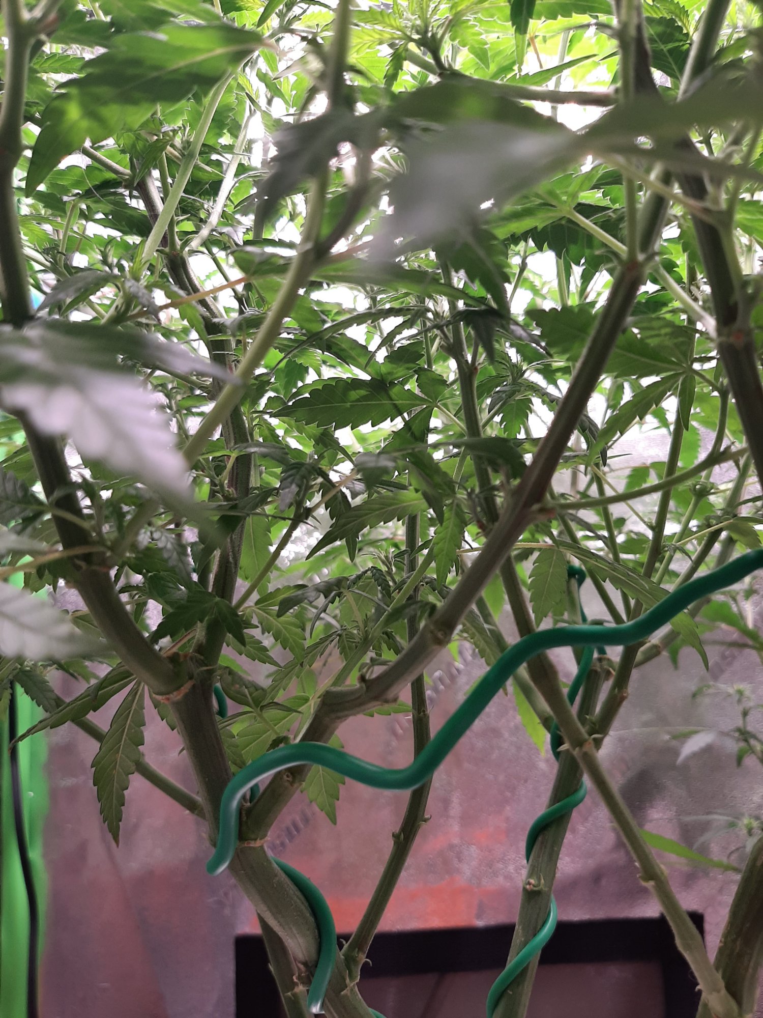 Dwc 2x2x4 grow 2 weeks into flower 4