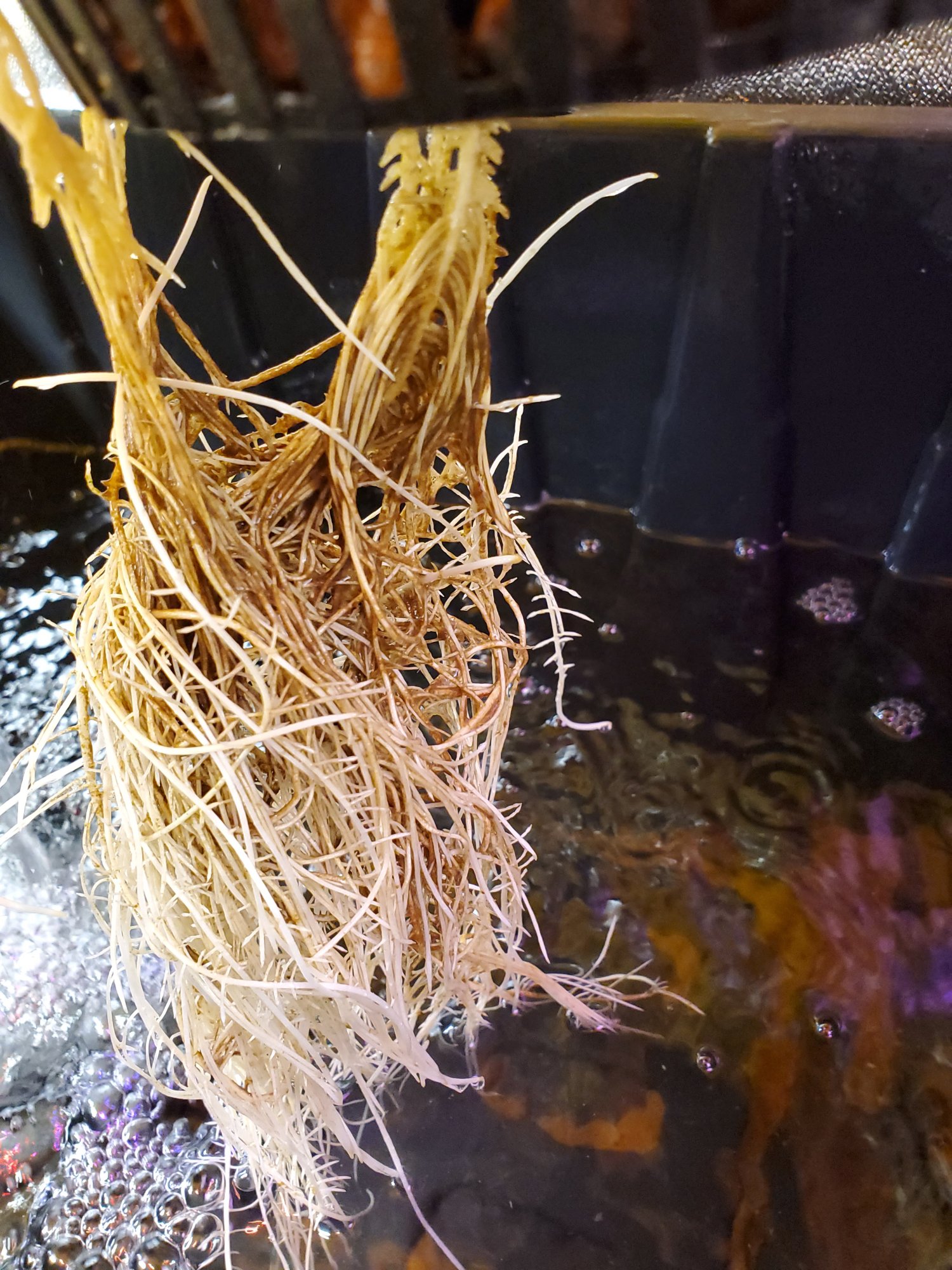 Dwc brown slime on roots at water level