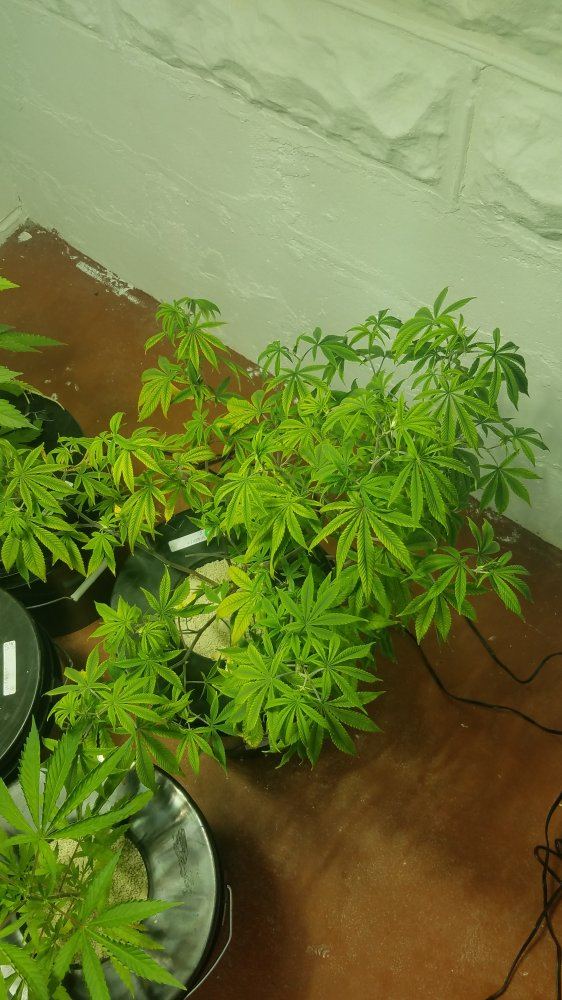 Dwc deficiency   first grow 4