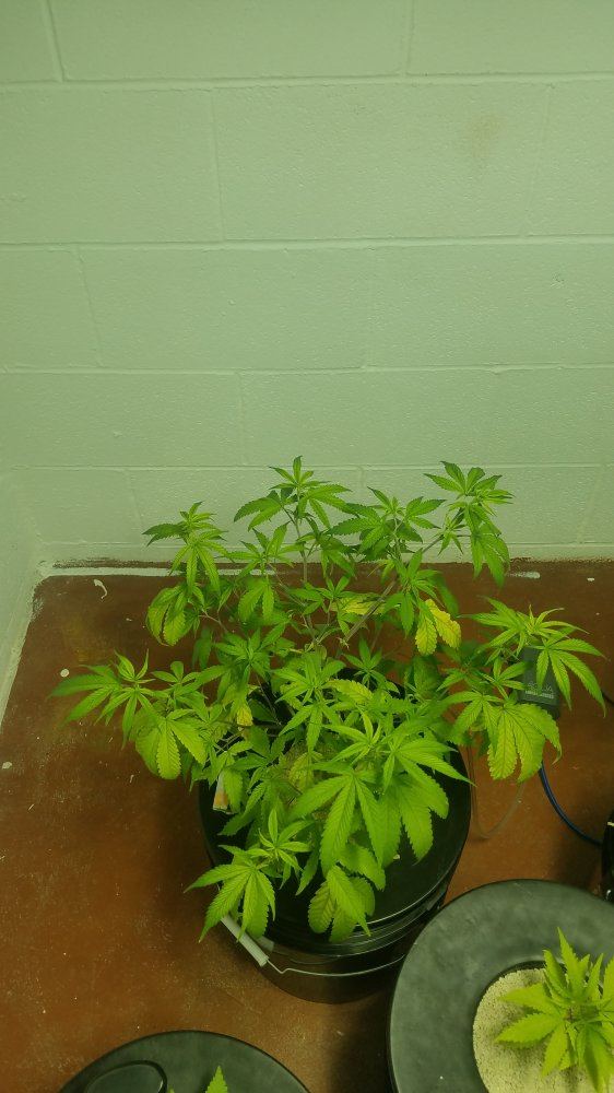 Dwc deficiency   first grow 5