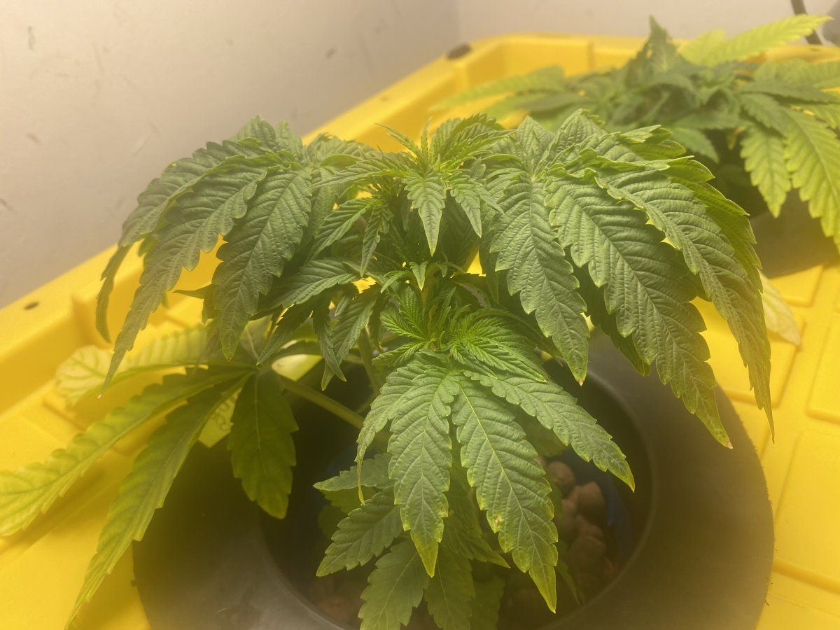 Dwc droopy cannabis leaves 1 week