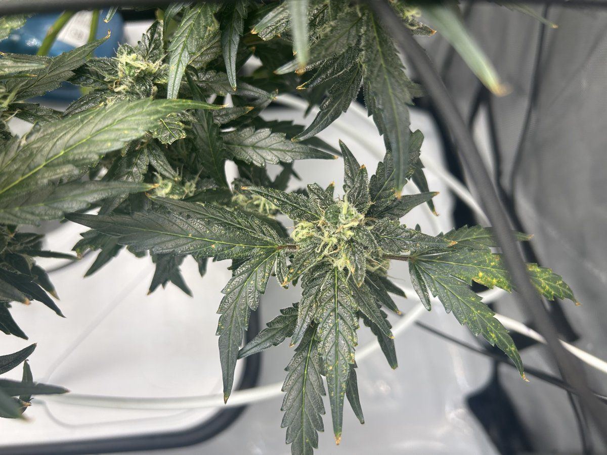 Dwc  jacks   yellowing from light or nutrients 3