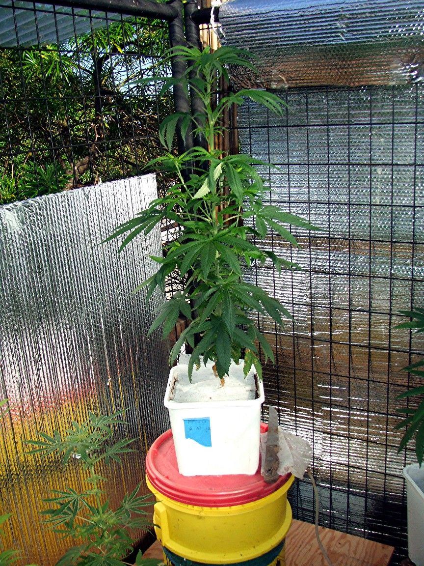 DWC
