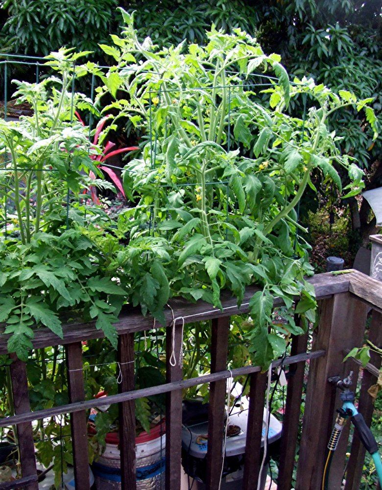 Dwc maters