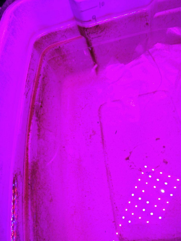Dwc newbie is this root rot 3
