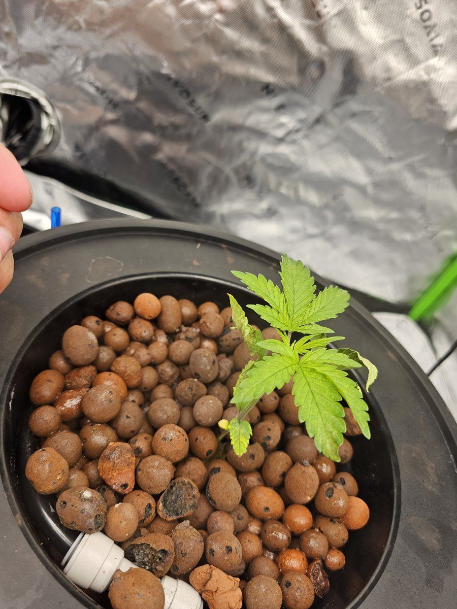 Dwc with recirculating drip brownyellowing of leaves some curling thoughts on a fix 3
