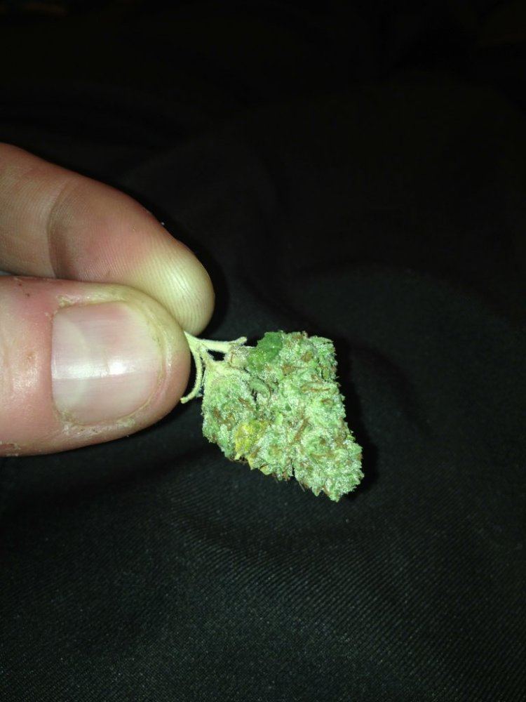 DWD True OG