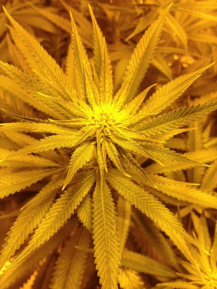DxW2d22