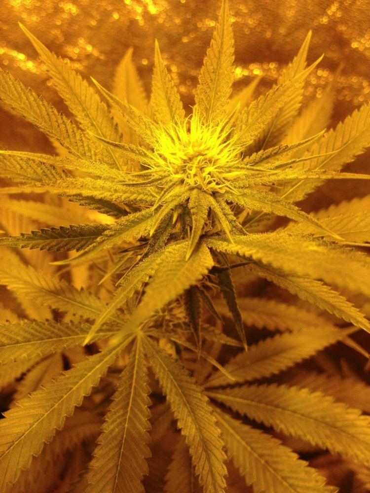 Dxw2day22top