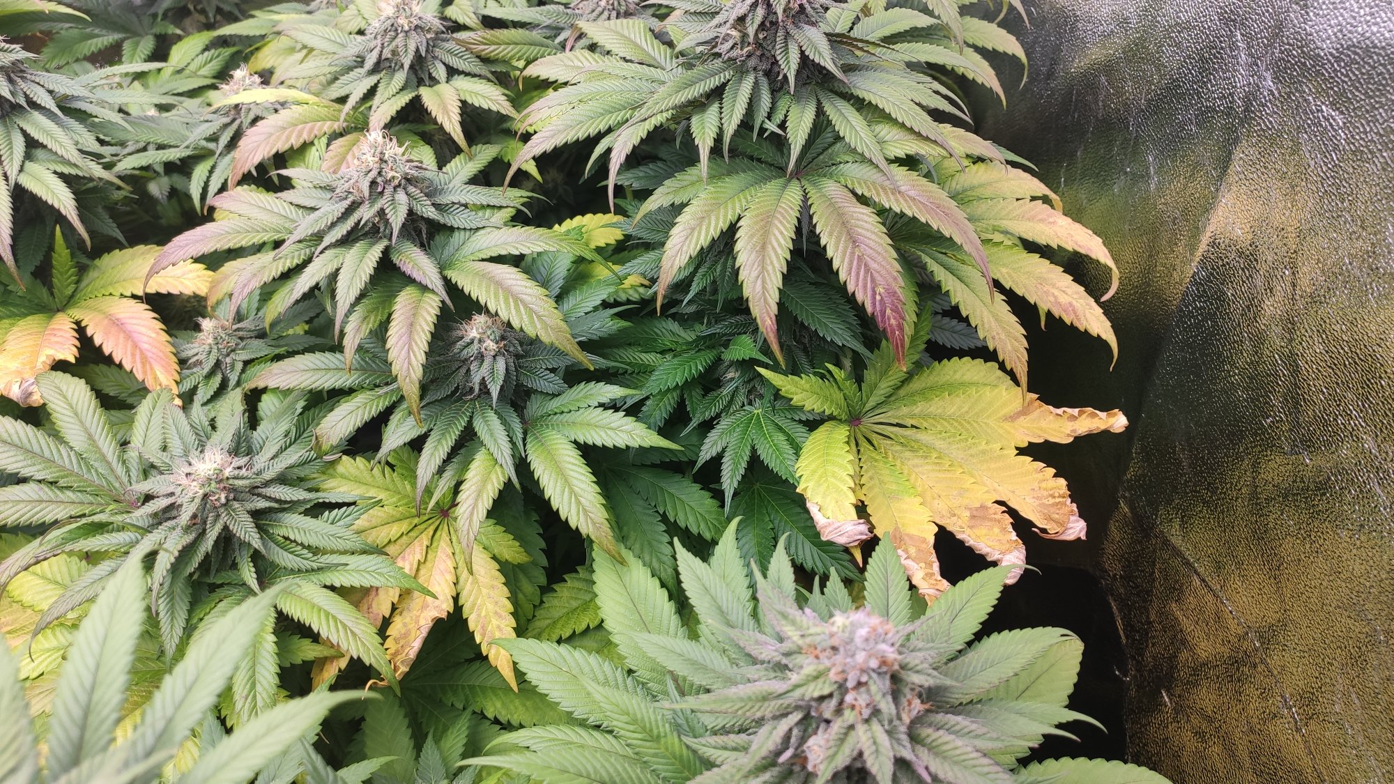 Dying blotchy leaves in flower 3