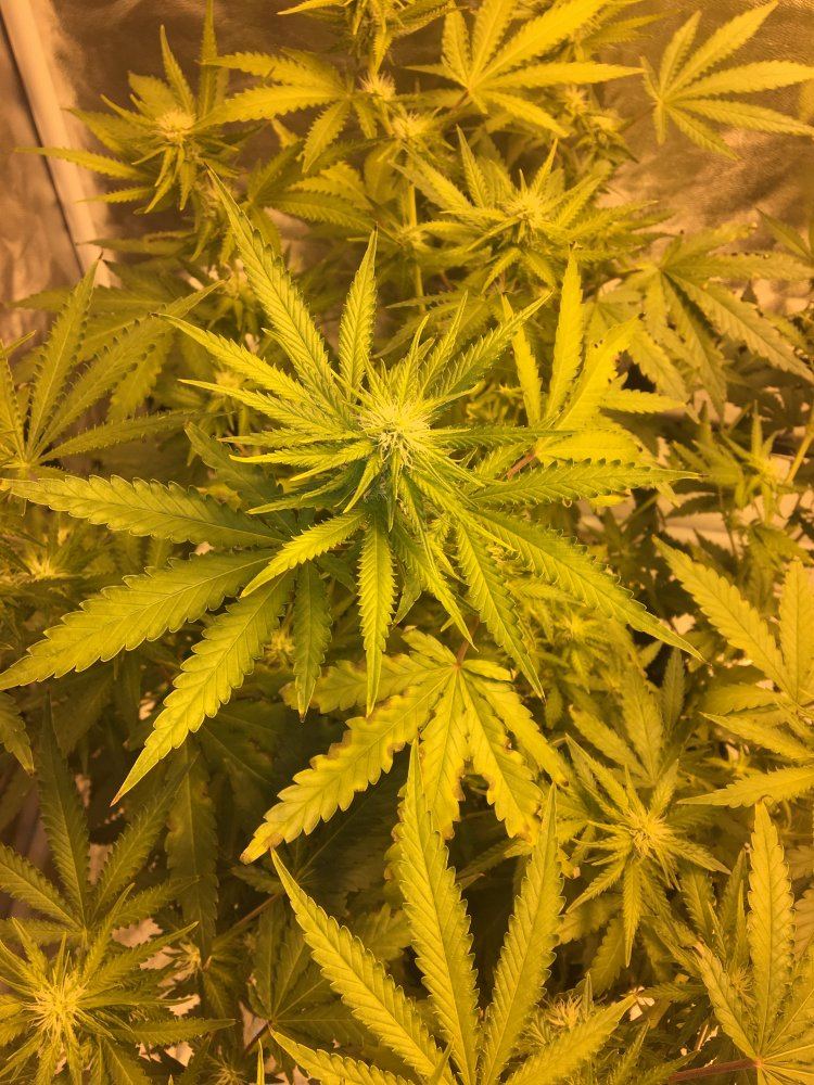 Dying leaves red stems curling tips and yellowing during early flowering 3