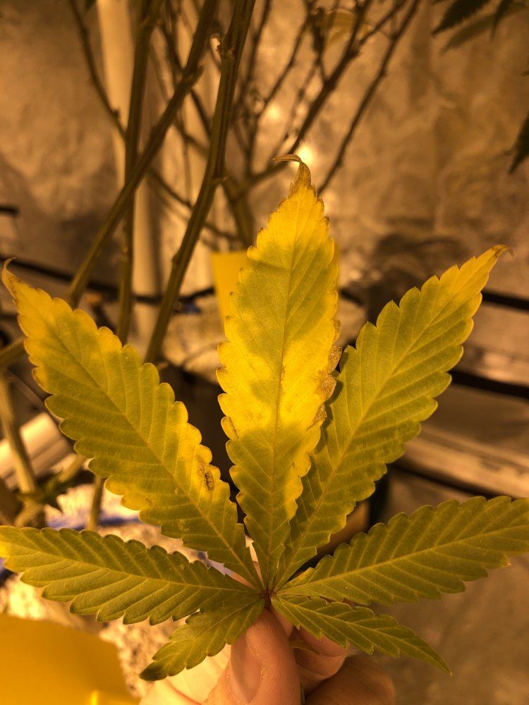 Dying leaves two weeks into flower 3