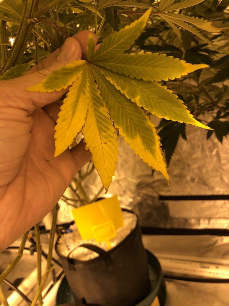 Dying leaves two weeks into flower