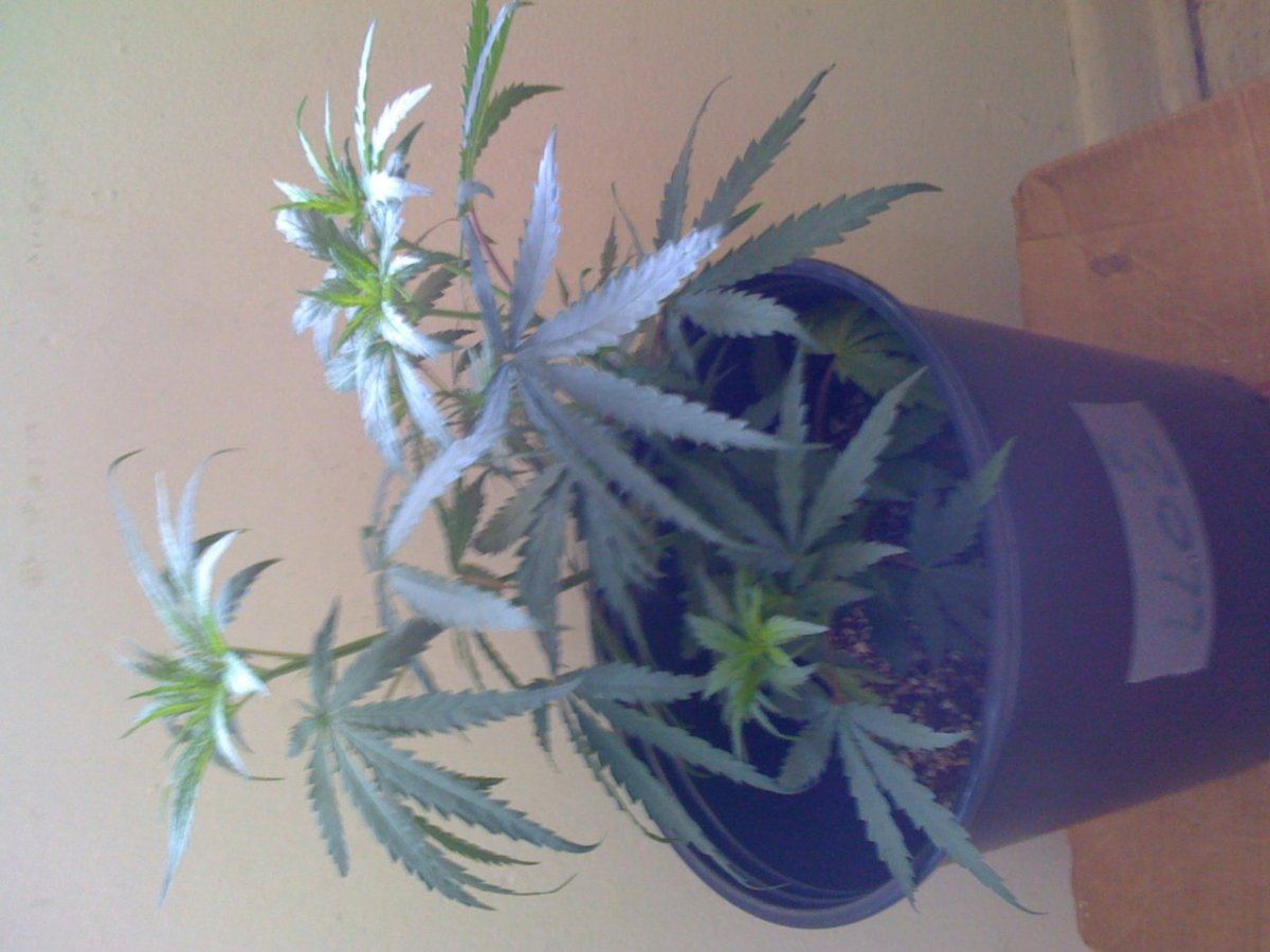 E PICS 002