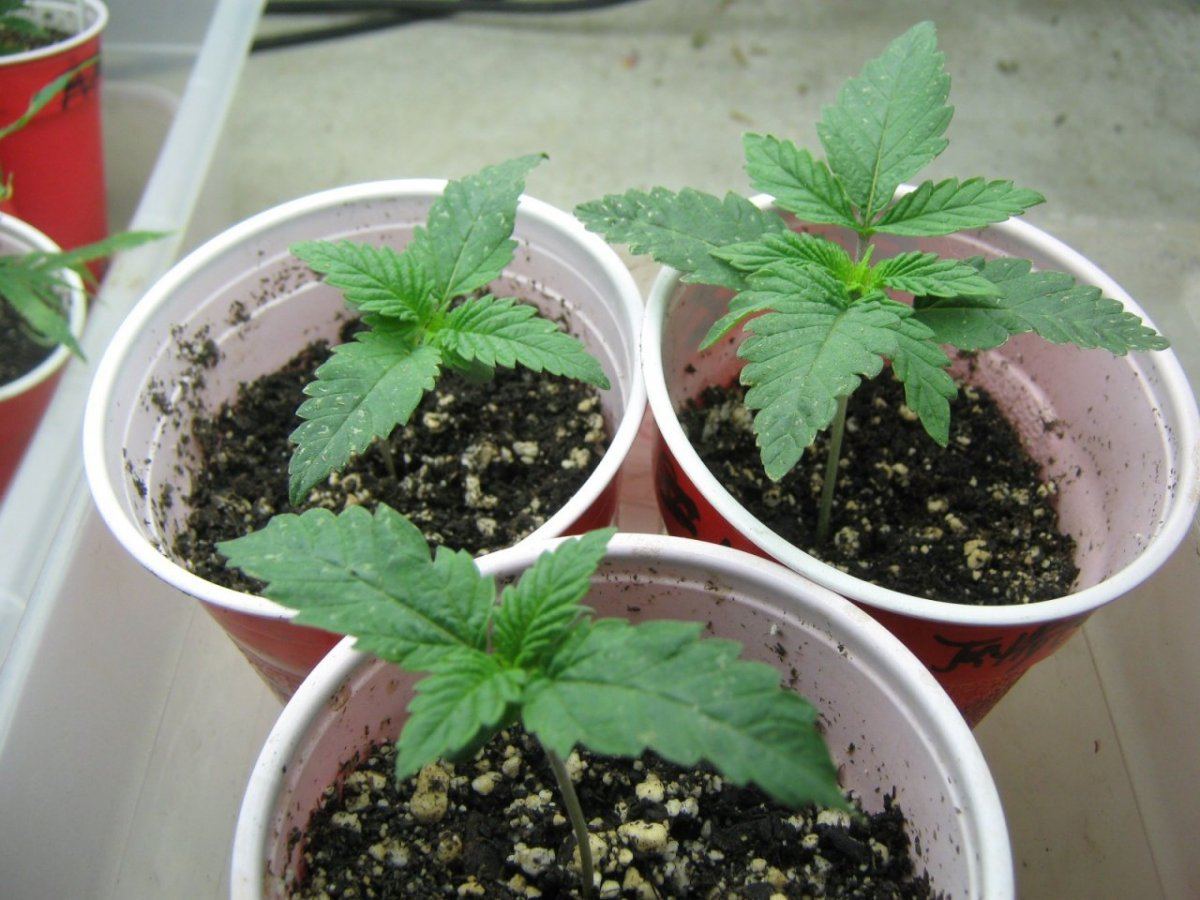E1F2seedlings1 4