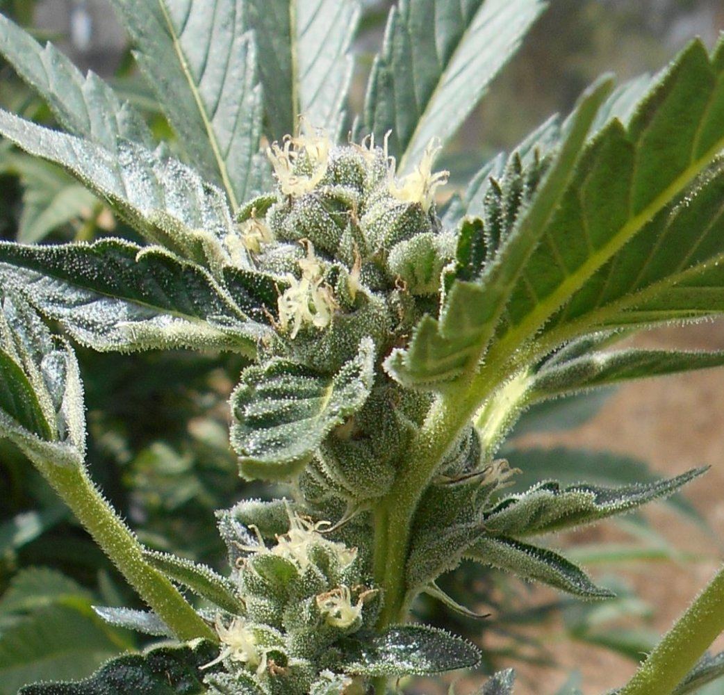 E2closeup529