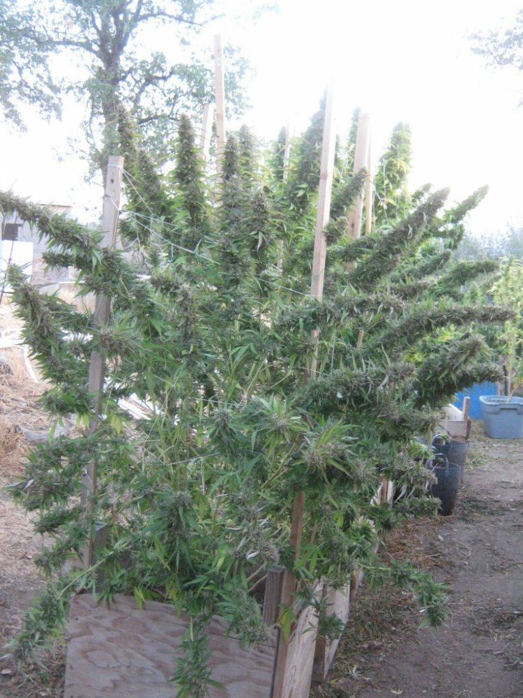 E2wholeplant
