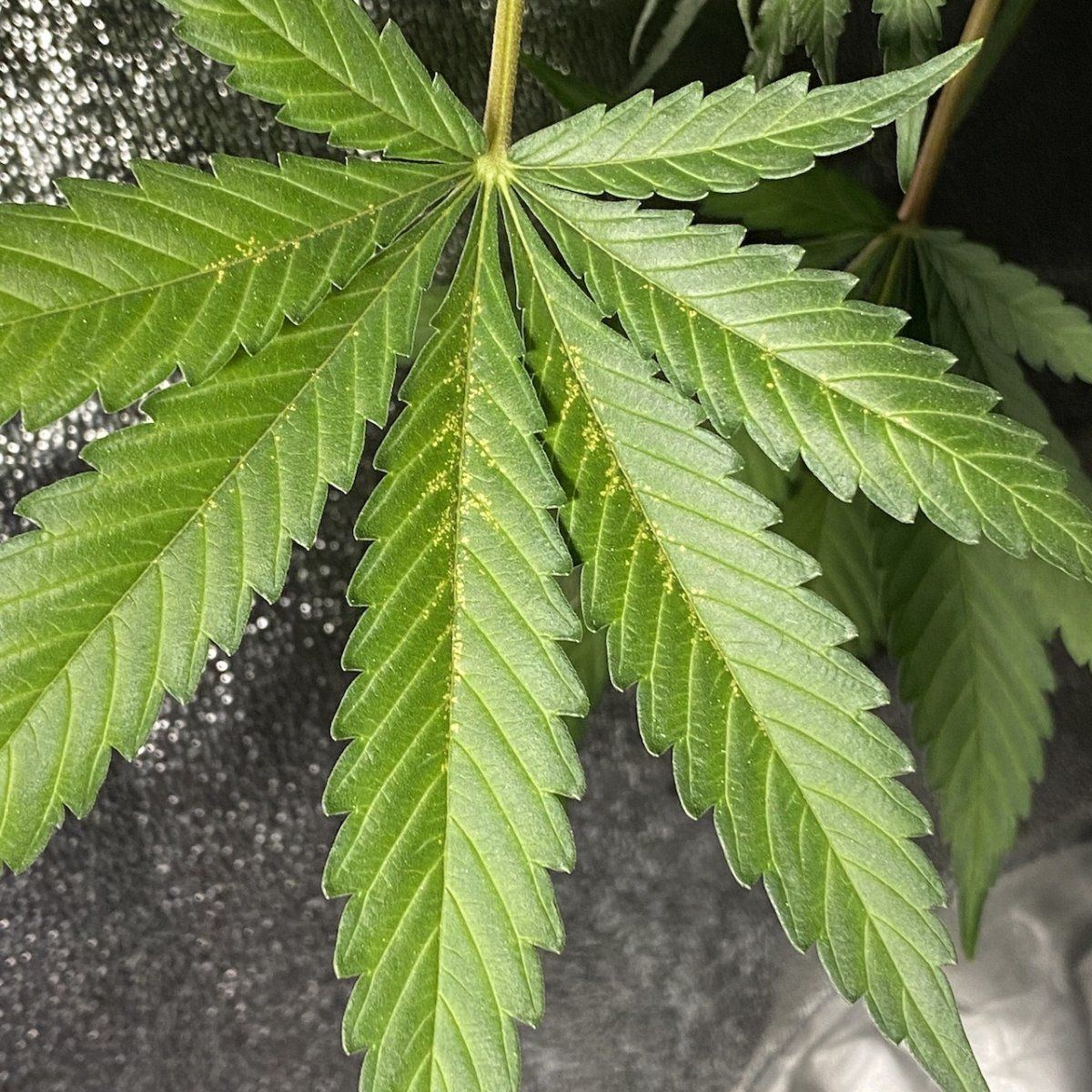 E315