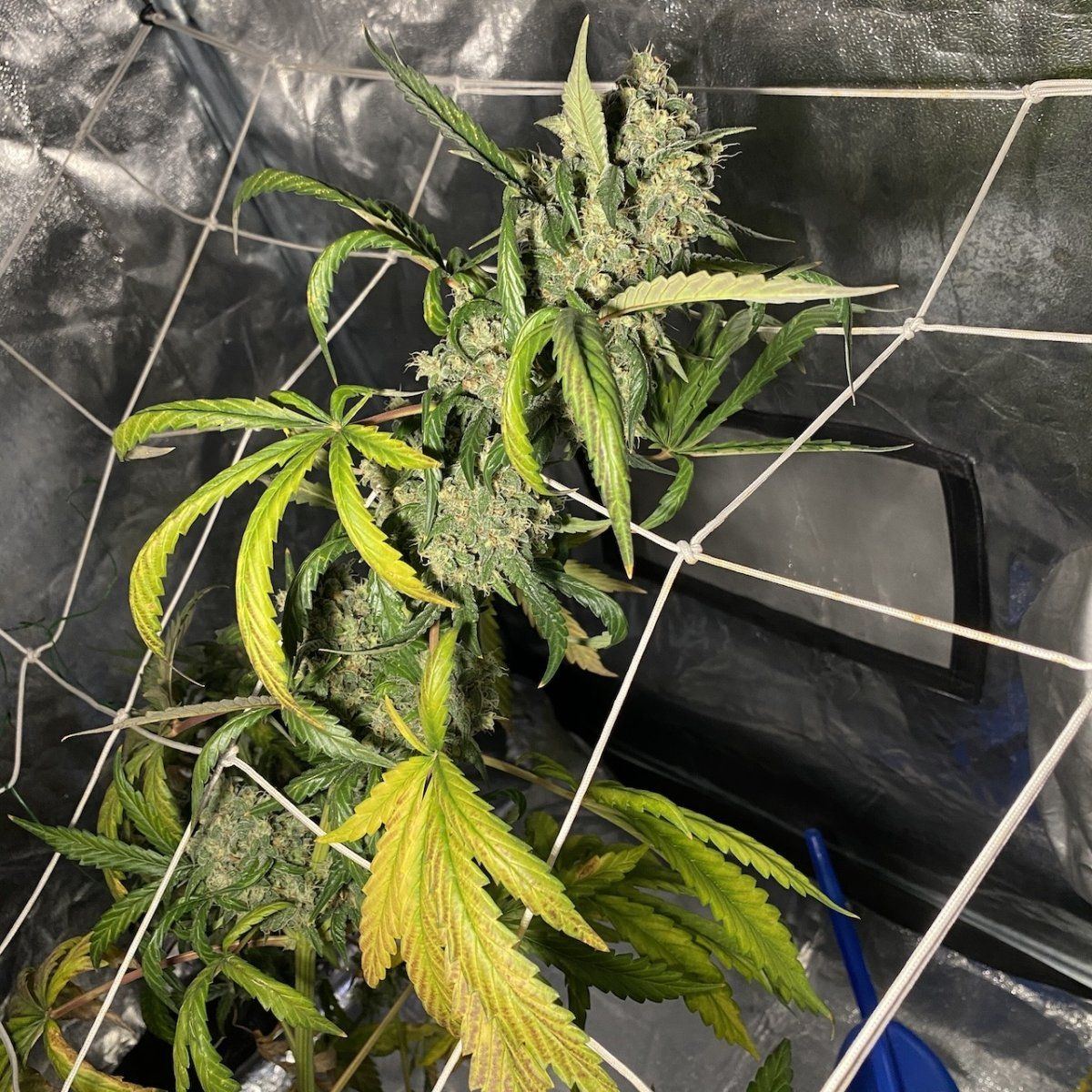 E32