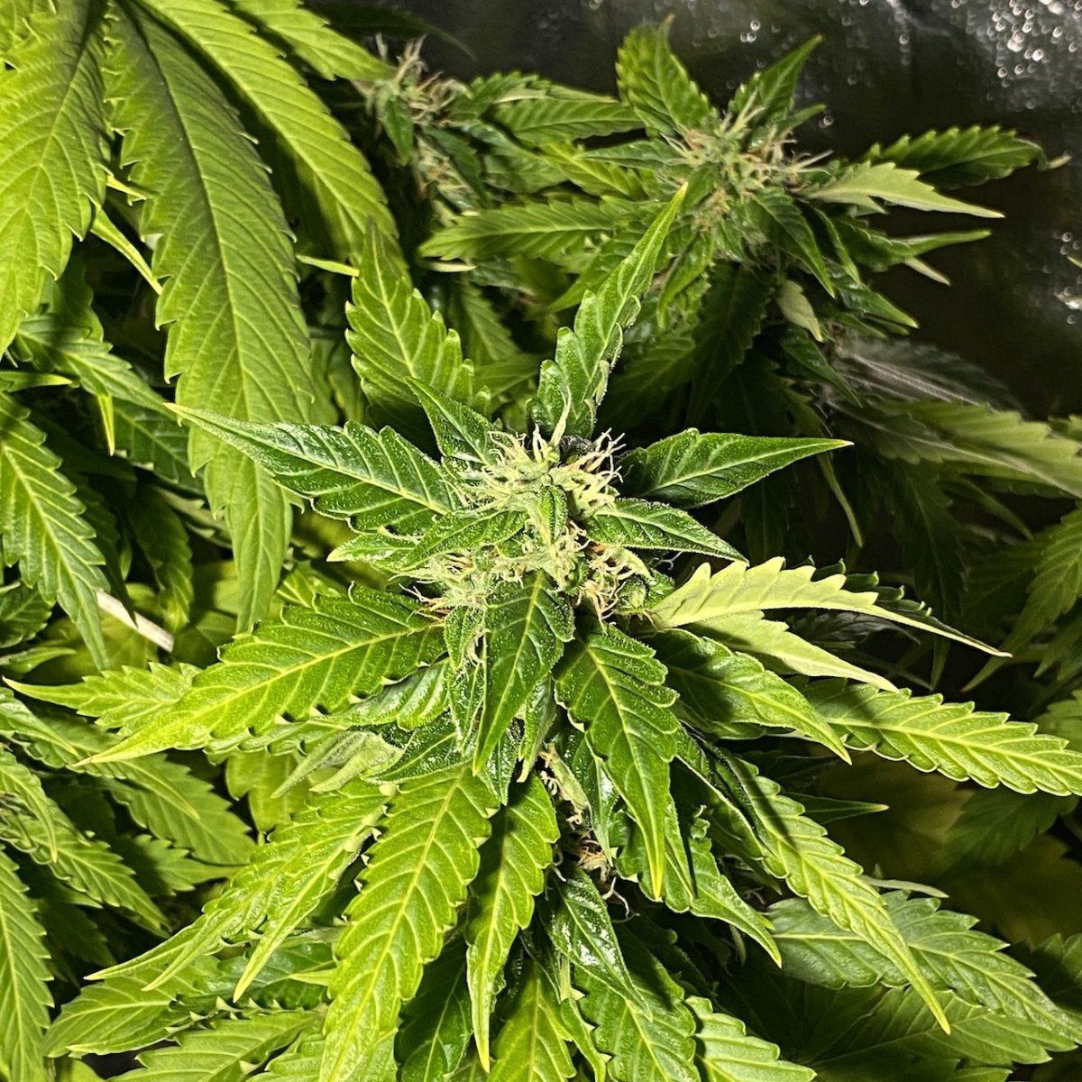 E39