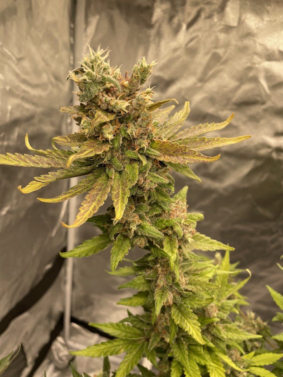 E3CB4B24 05CE 4624 9230 6802DF4B594A