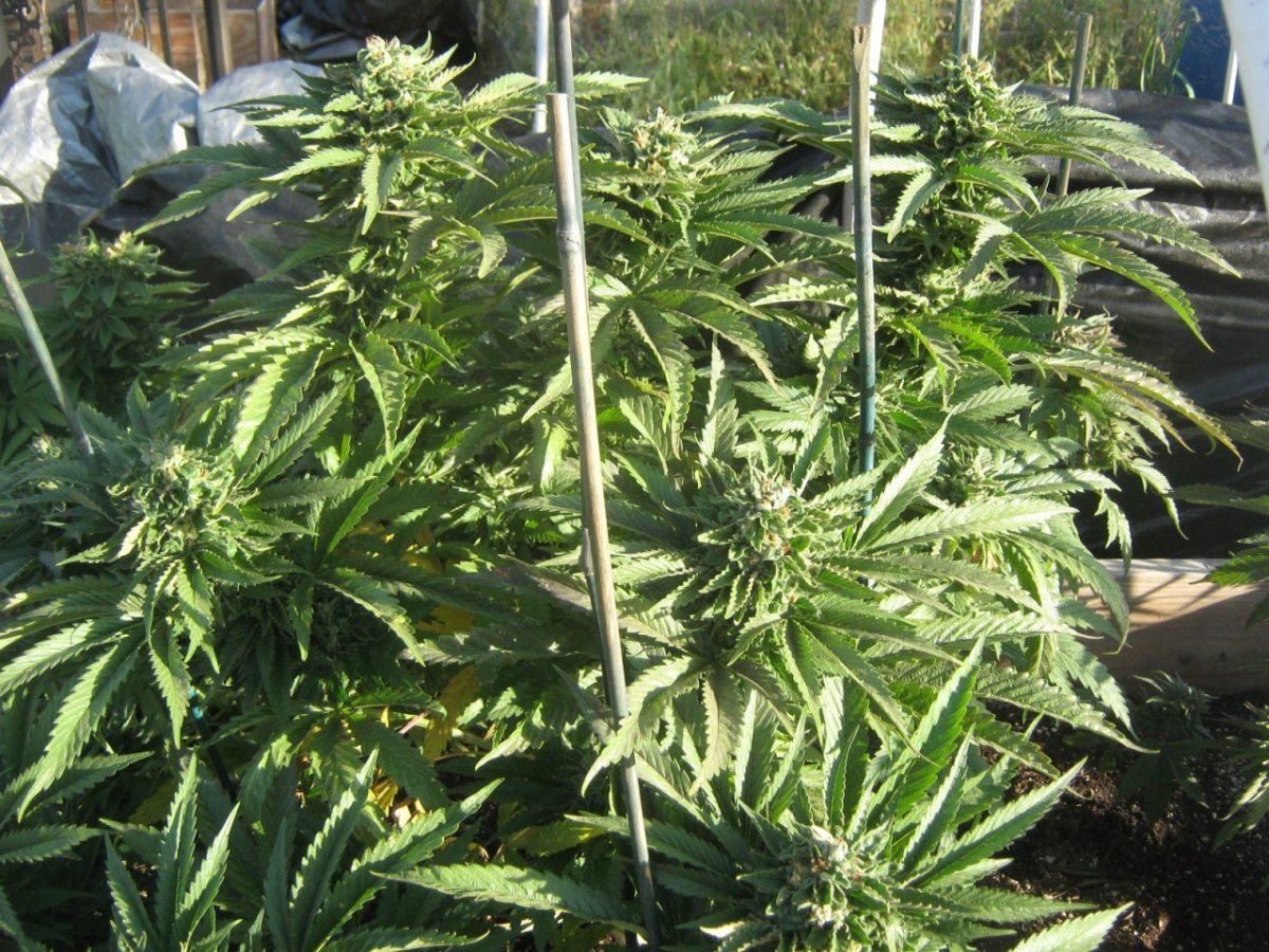 E3clonewholeplant516