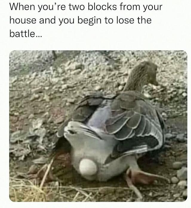E4332d5551ebccc92eedac04f2af3e69