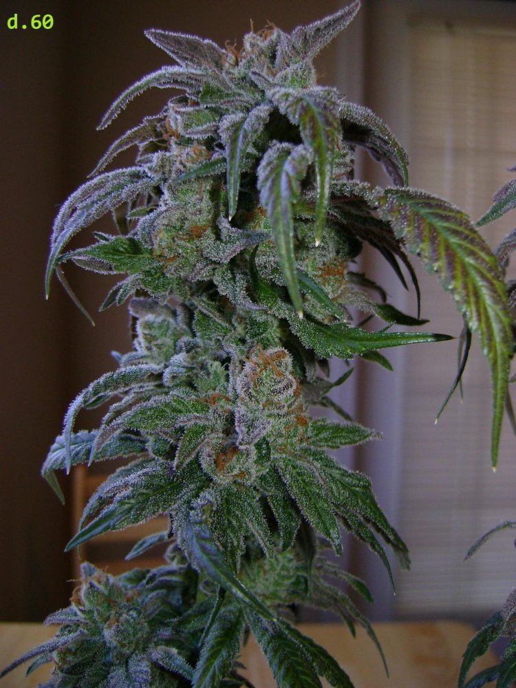 E80