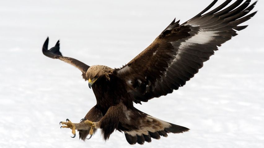 Eagle