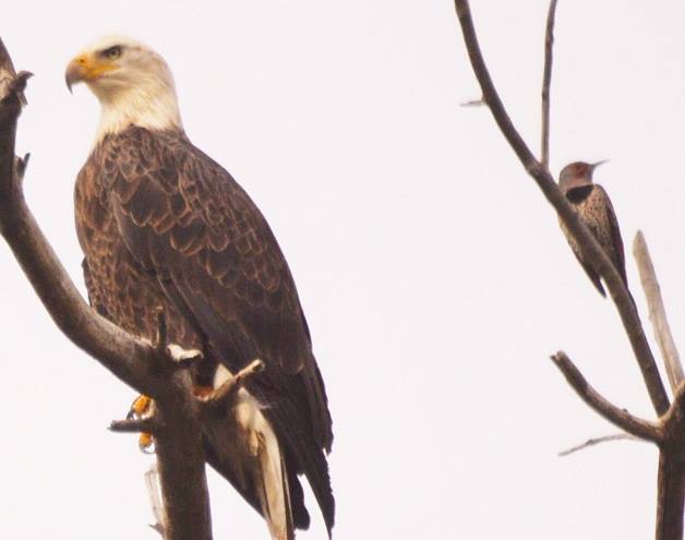 Eagle
