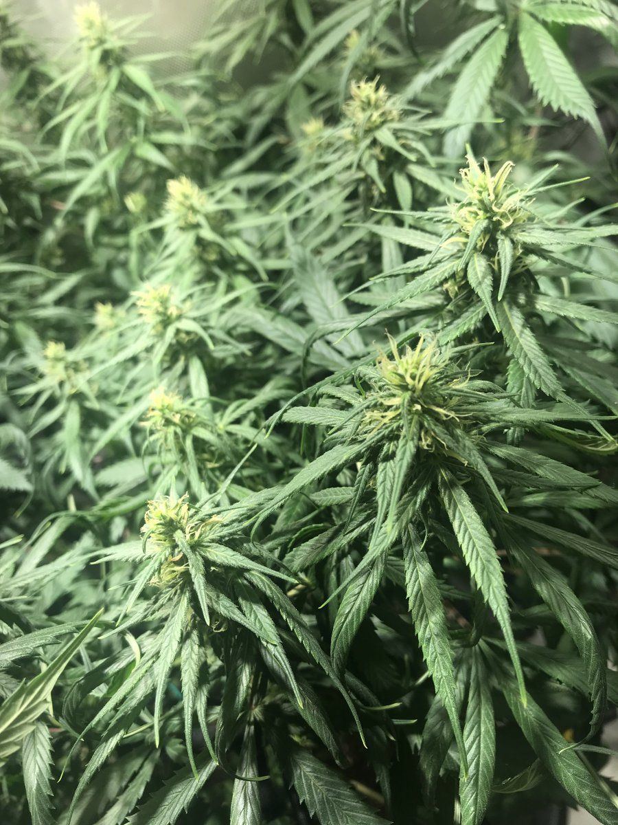 Early flower pistils changing color